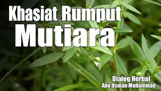 Detail Gambar Rumput Mutiara Nomer 35