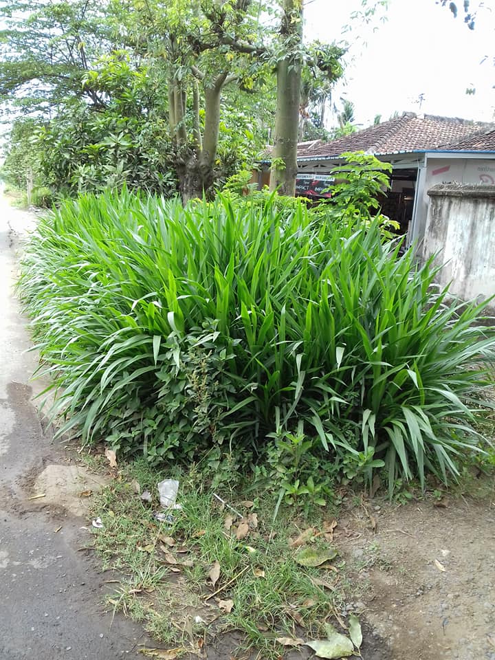 Detail Gambar Rumput Odot Nomer 9