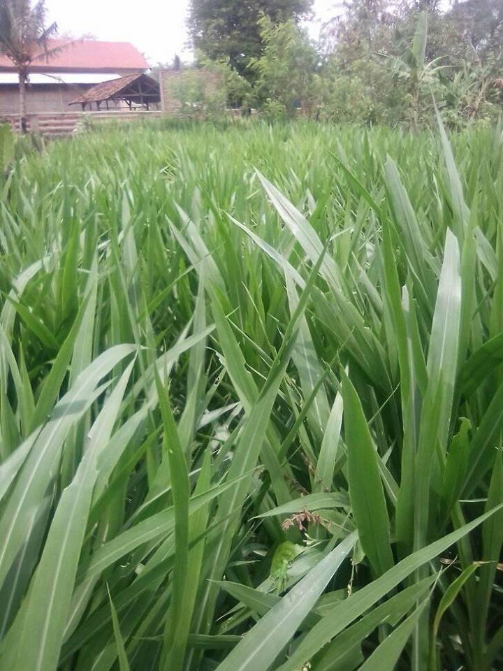Detail Gambar Rumput Odot Nomer 12