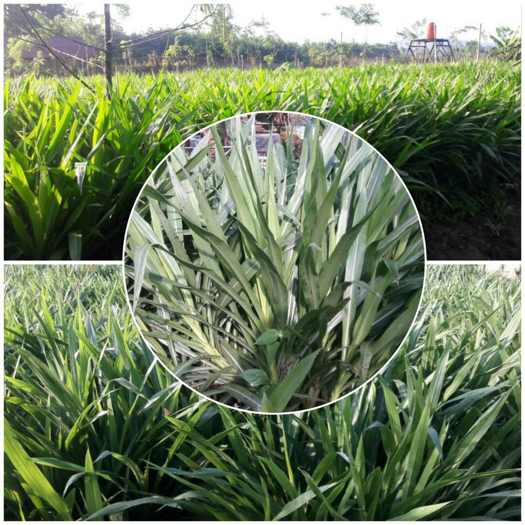 Detail Gambar Rumput Odot Nomer 13