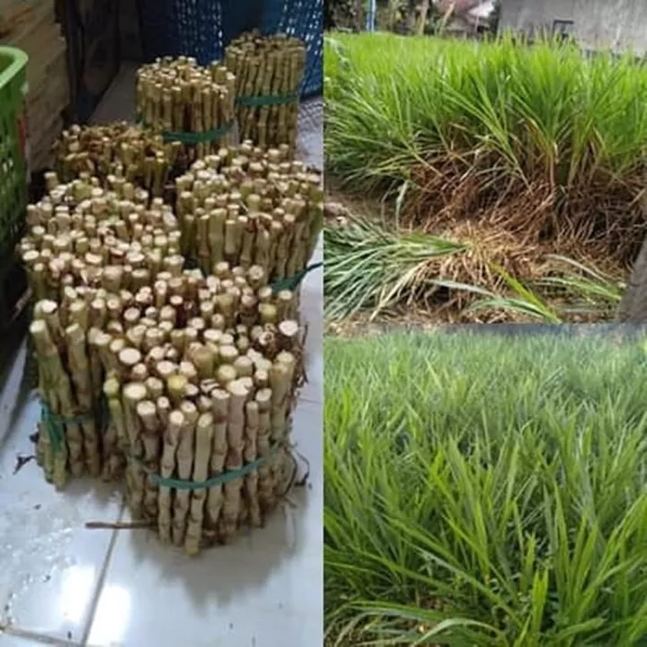 Detail Gambar Rumput Odot Nomer 14