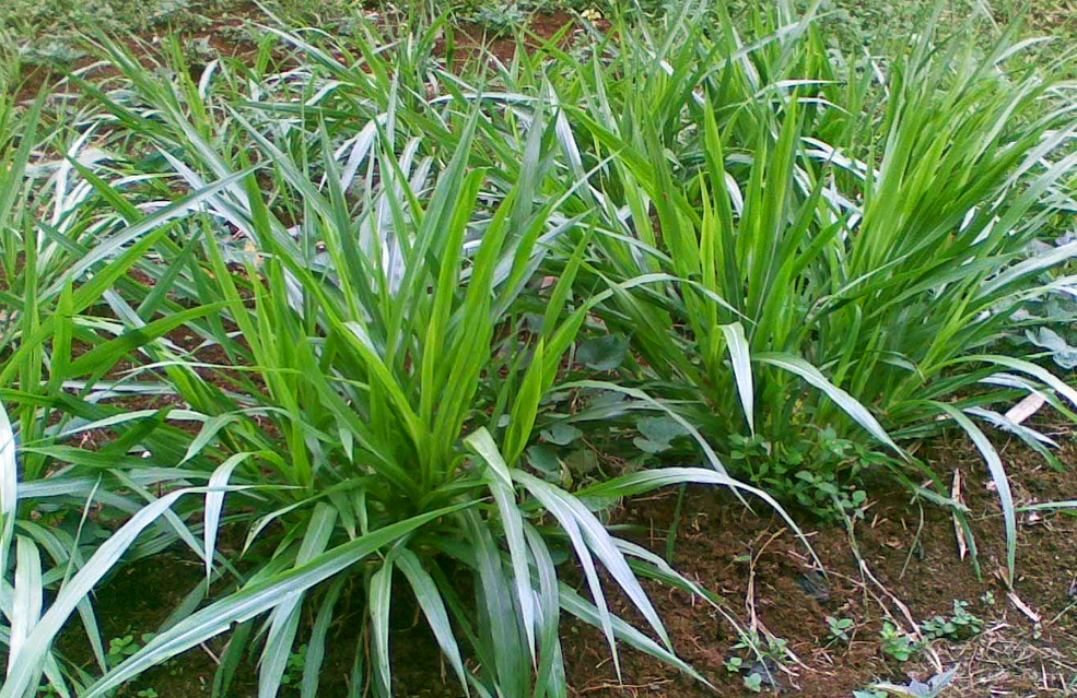Detail Gambar Rumput Odot Nomer 15