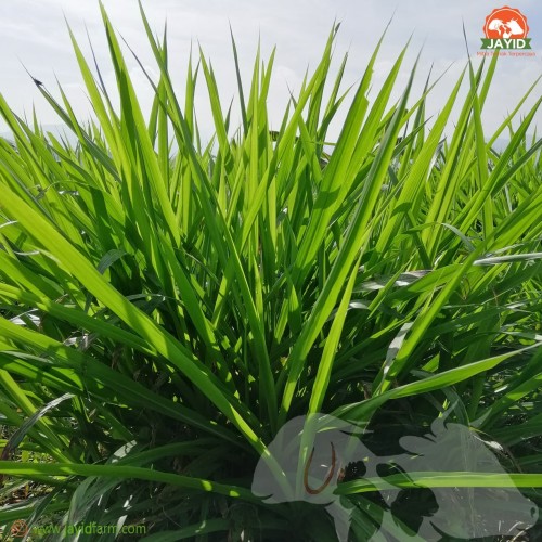 Detail Gambar Rumput Odot Nomer 16