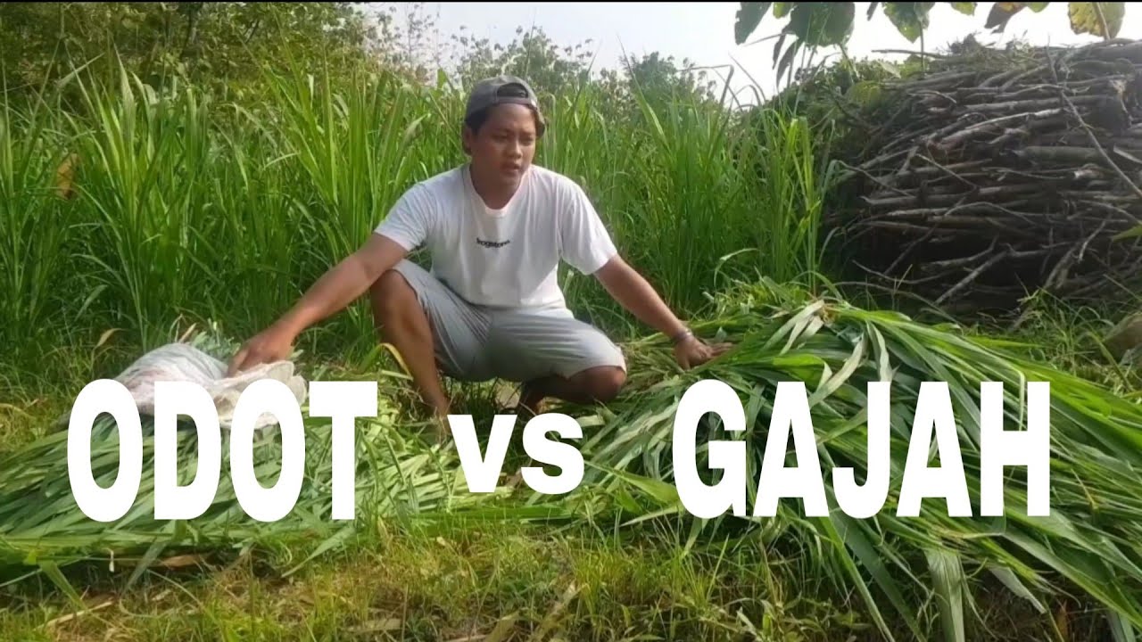 Detail Gambar Rumput Odot Nomer 18