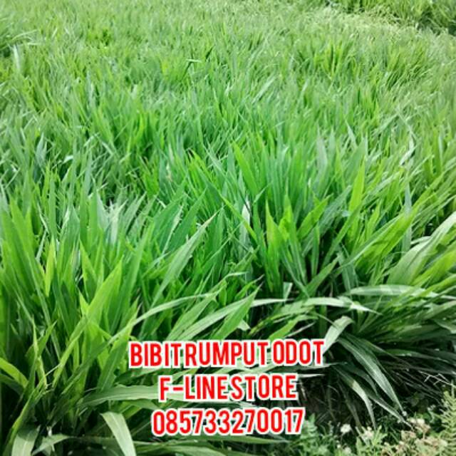 Gambar Rumput Odot - KibrisPDR