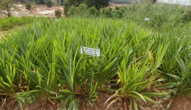 Detail Gambar Rumput Odot Nomer 19