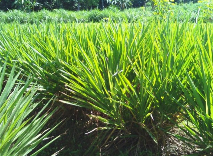 Detail Gambar Rumput Odot Nomer 22