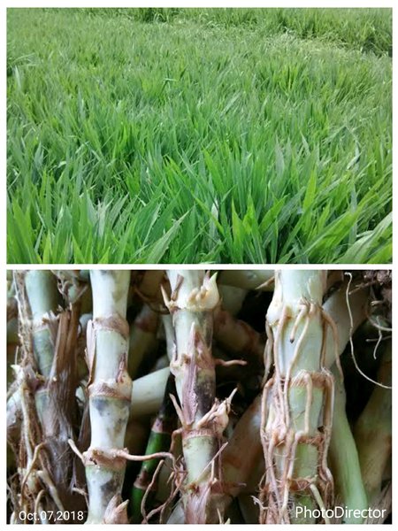 Detail Gambar Rumput Odot Nomer 26