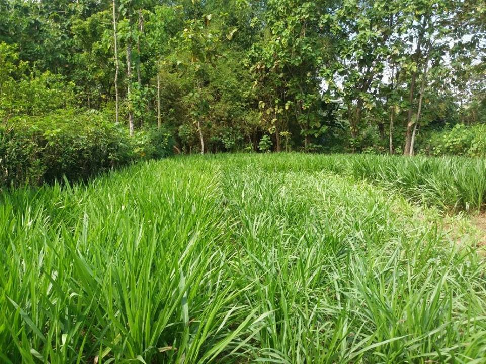 Detail Gambar Rumput Odot Nomer 27