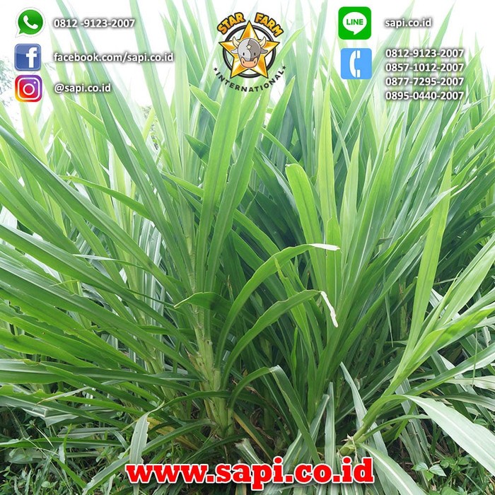 Detail Gambar Rumput Odot Nomer 2