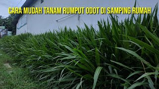 Detail Gambar Rumput Odot Nomer 29