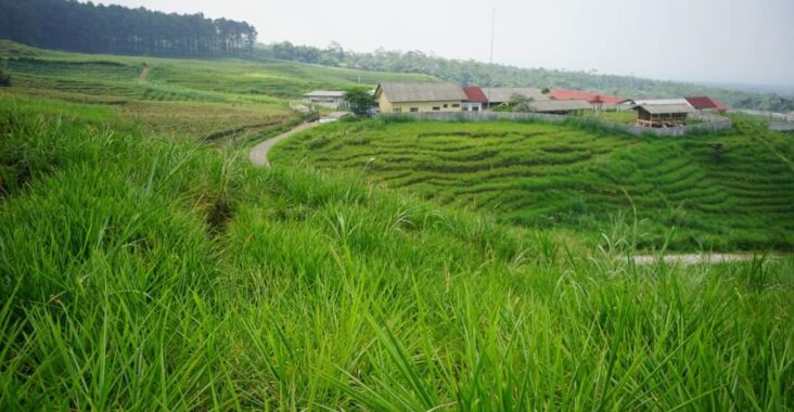 Detail Gambar Rumput Odot Nomer 31