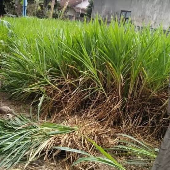 Detail Gambar Rumput Odot Nomer 32