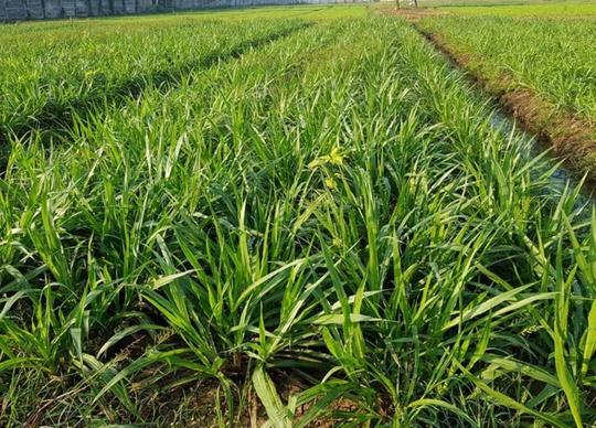 Detail Gambar Rumput Odot Nomer 33