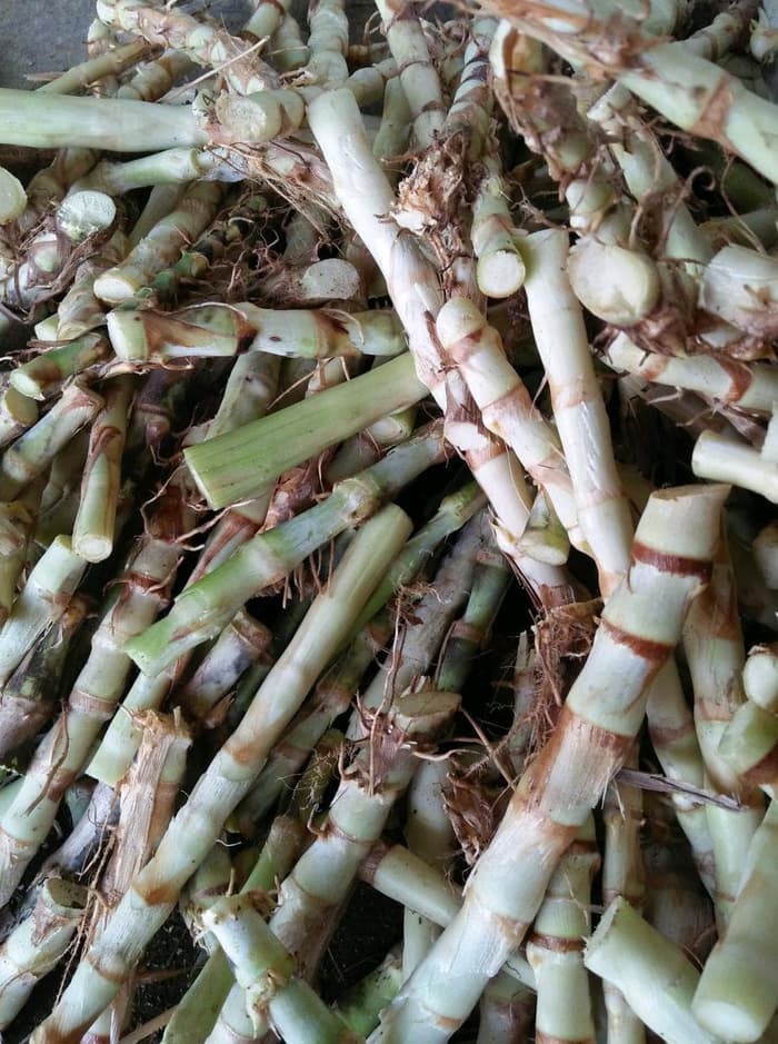 Detail Gambar Rumput Odot Nomer 34