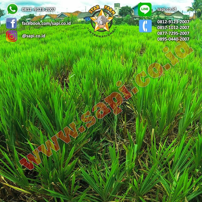 Detail Gambar Rumput Odot Nomer 35