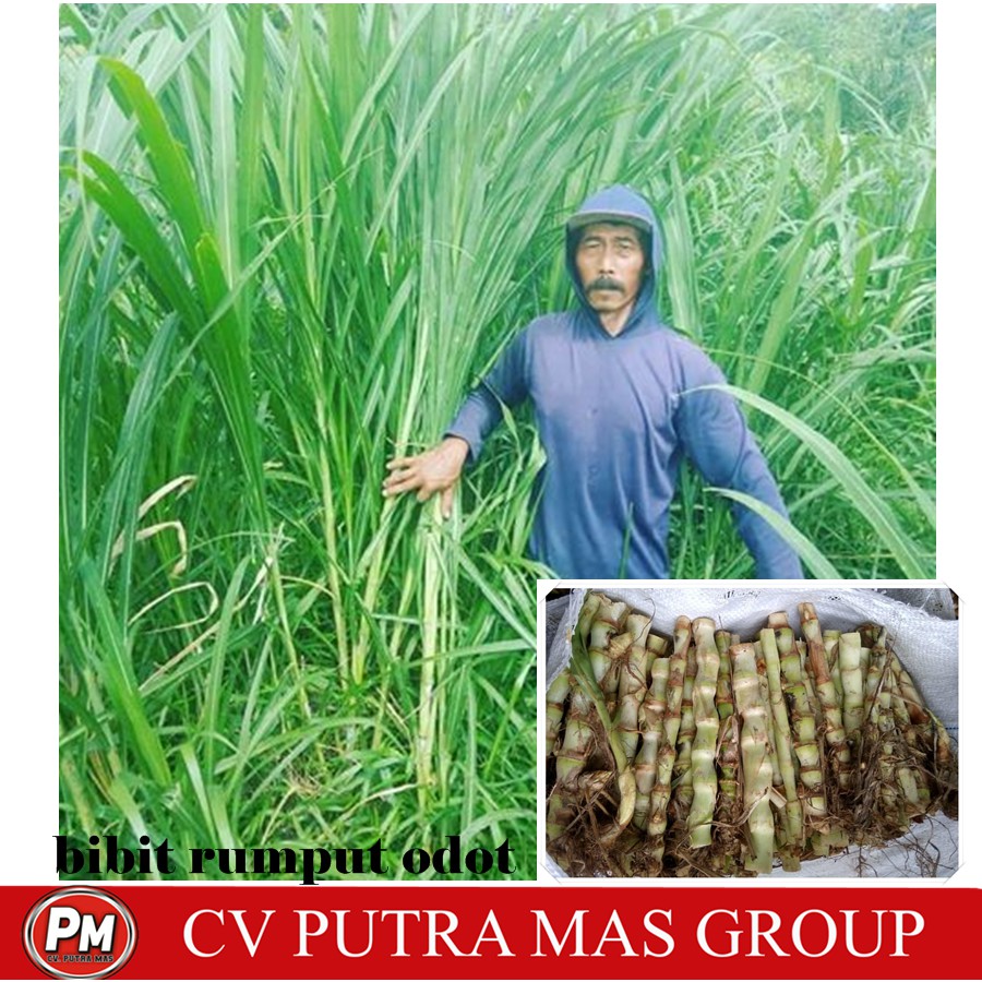 Detail Gambar Rumput Odot Nomer 36