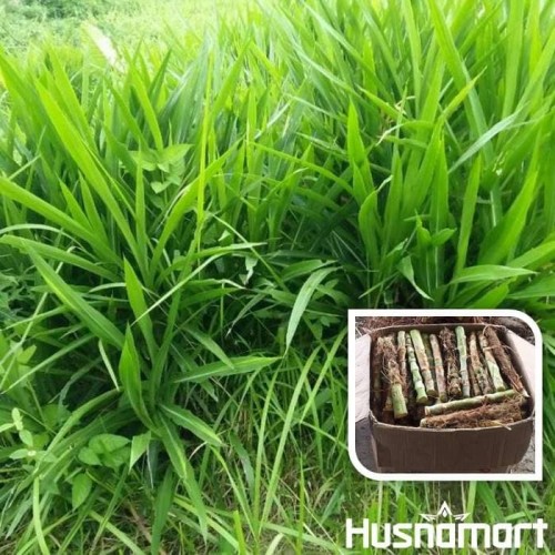 Detail Gambar Rumput Odot Nomer 37