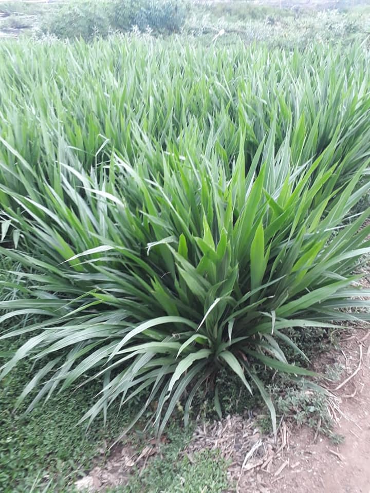 Detail Gambar Rumput Odot Nomer 3