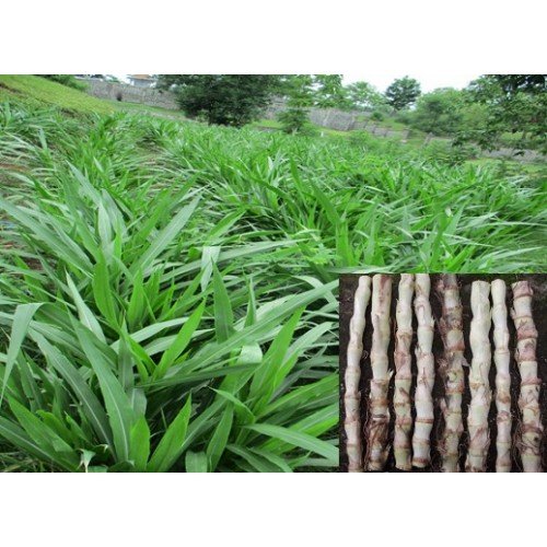Detail Gambar Rumput Odot Nomer 38