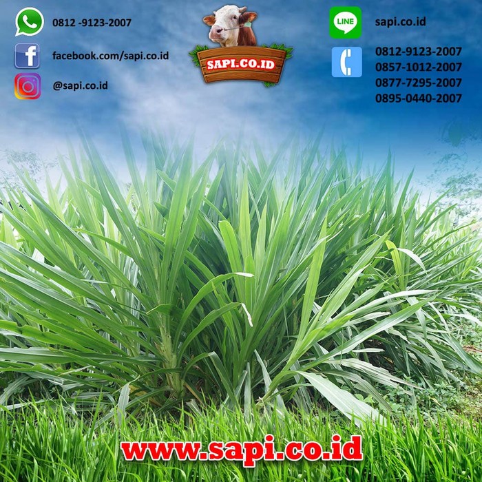 Detail Gambar Rumput Odot Nomer 39