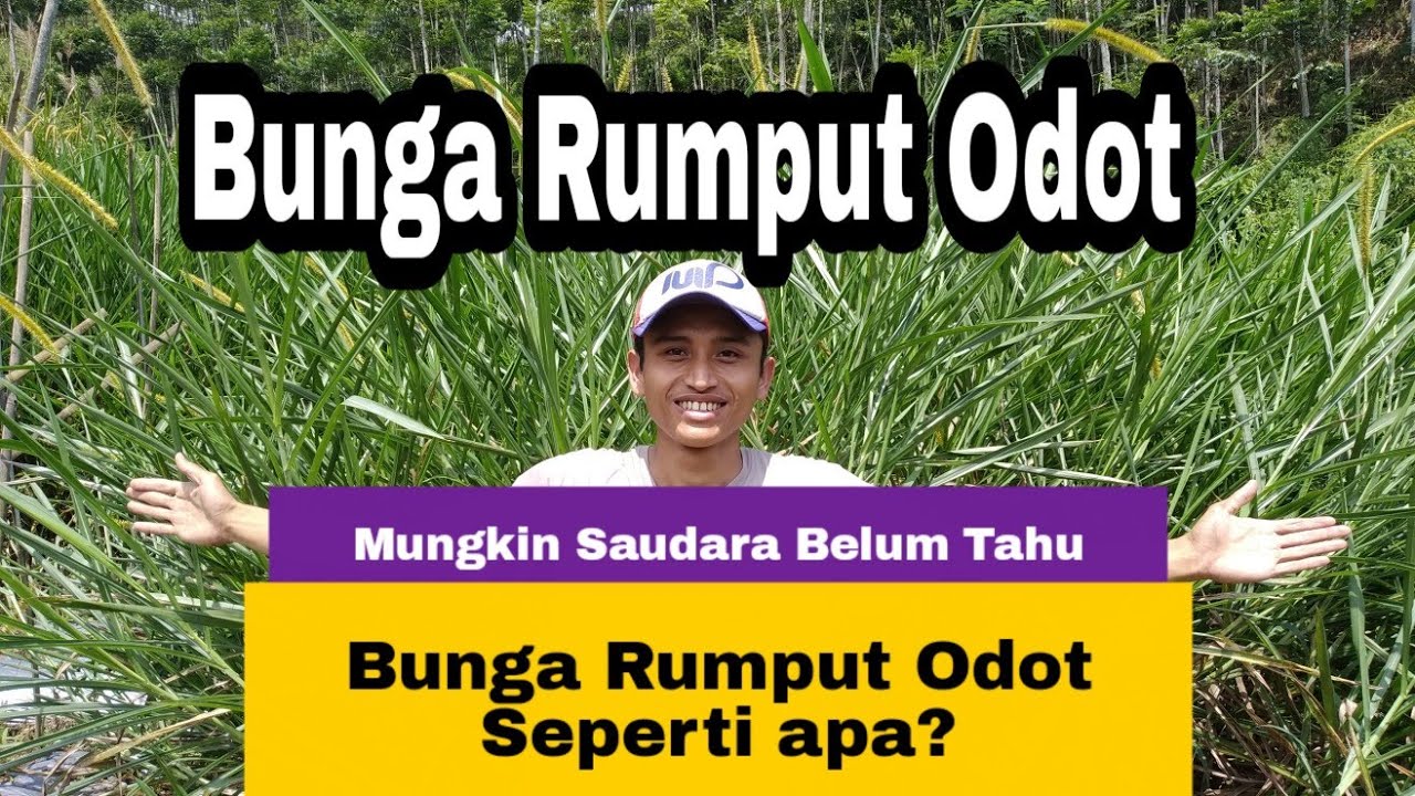 Detail Gambar Rumput Odot Nomer 40