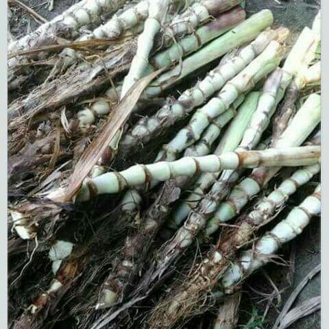 Detail Gambar Rumput Odot Nomer 44