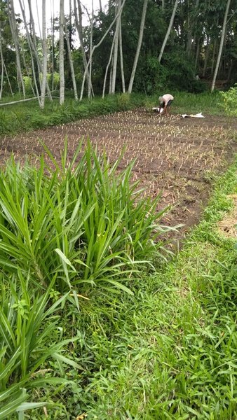 Detail Gambar Rumput Odot Nomer 45