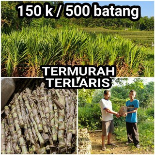 Detail Gambar Rumput Odot Nomer 46
