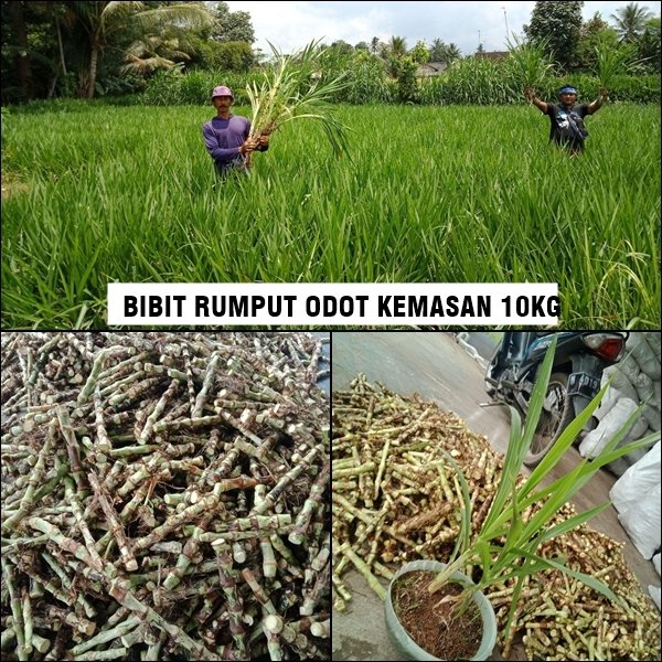 Detail Gambar Rumput Odot Nomer 4