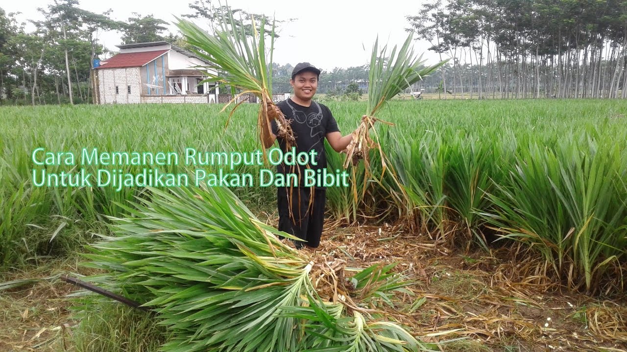 Detail Gambar Rumput Odot Nomer 49