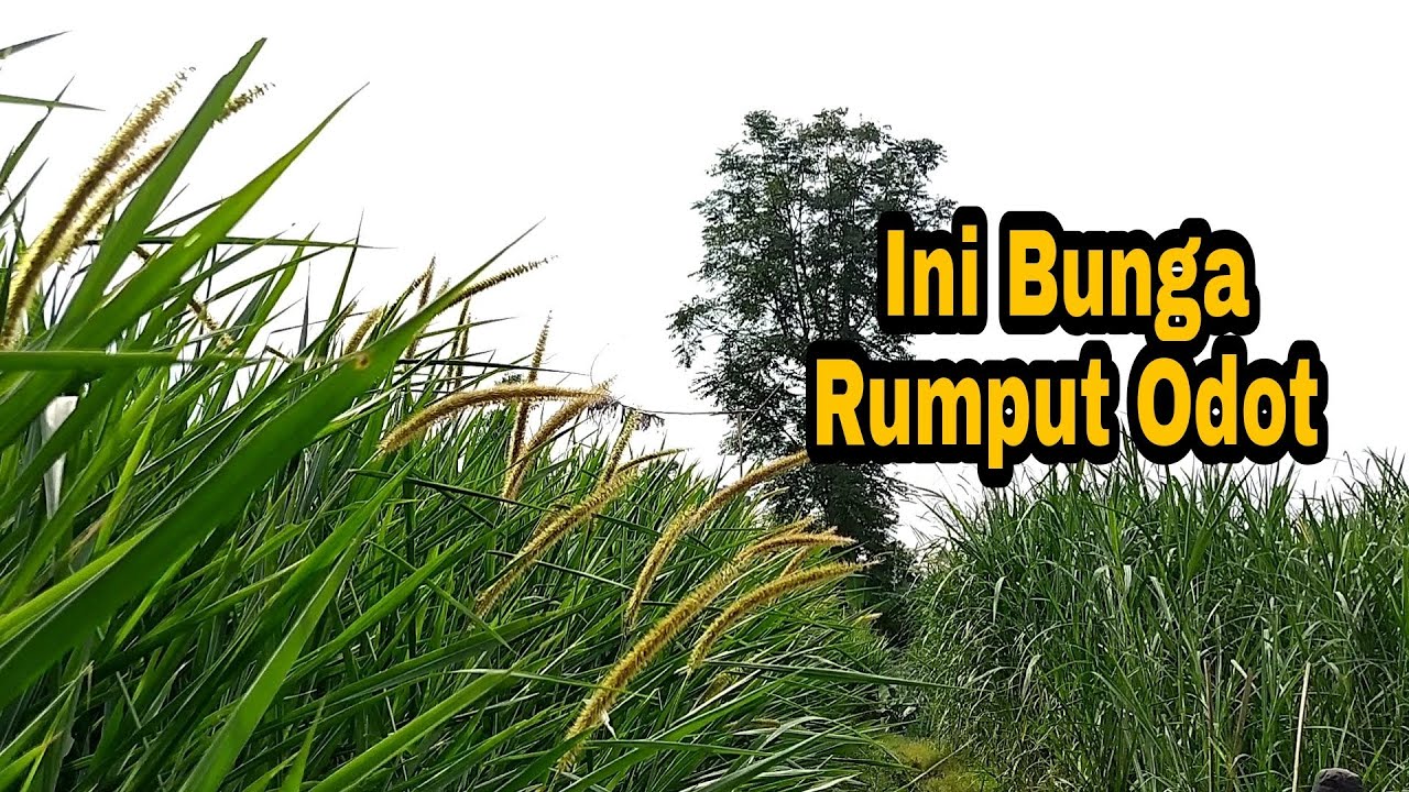 Detail Gambar Rumput Odot Nomer 51