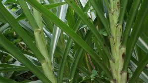 Detail Gambar Rumput Odot Nomer 52