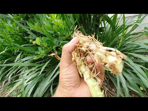 Detail Gambar Rumput Odot Nomer 53