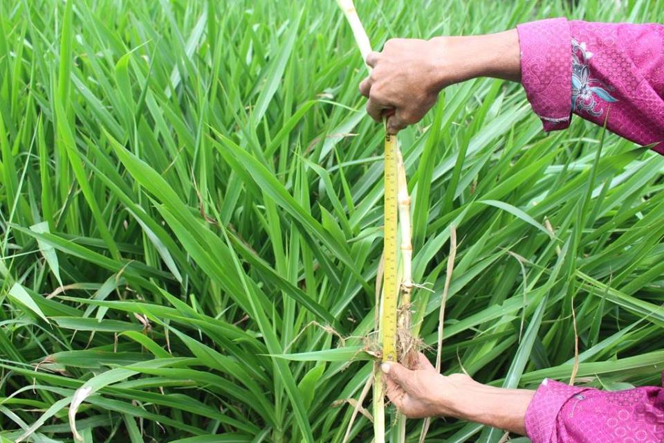 Detail Gambar Rumput Odot Nomer 54