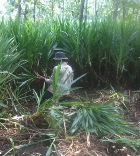 Detail Gambar Rumput Odot Nomer 56