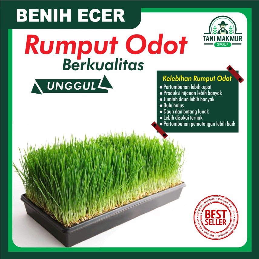 Detail Gambar Rumput Odot Nomer 5