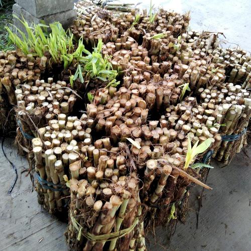 Detail Gambar Rumput Odot Nomer 6