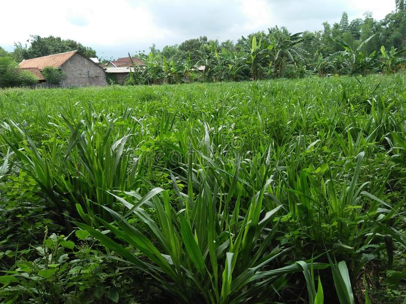 Detail Gambar Rumput Odot Nomer 7