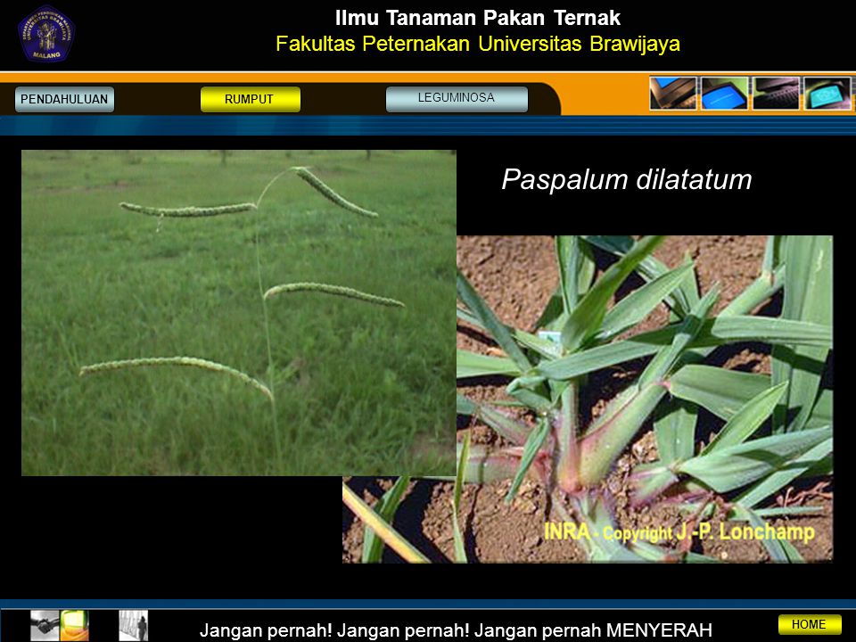 Detail Gambar Rumput Puspalum Plicatulum Nomer 21