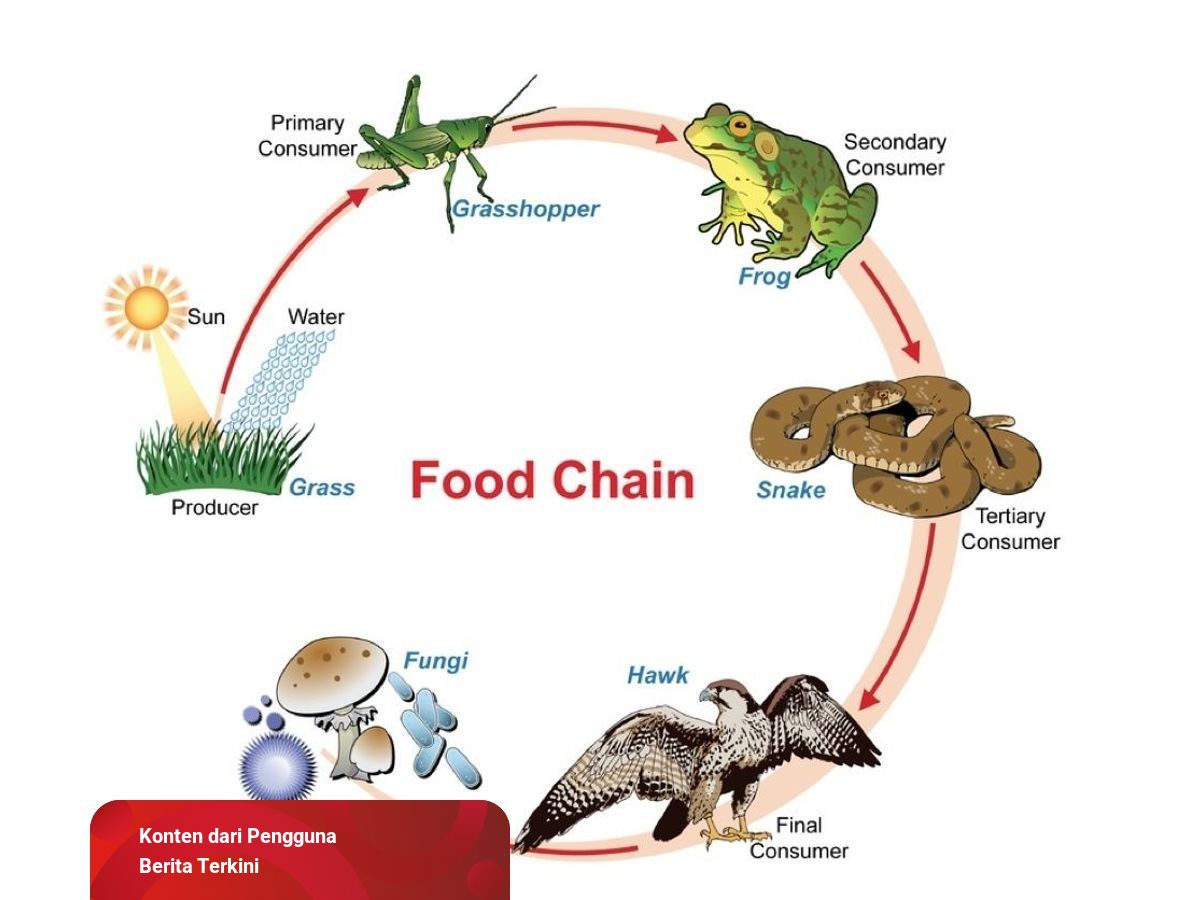 Detail Gambar Rumput Rantai Makanan Nomer 3