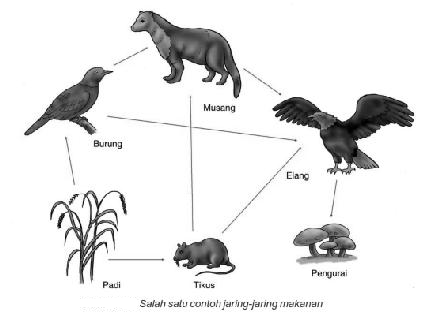 Detail Gambar Rumput Rantai Makanan Nomer 48