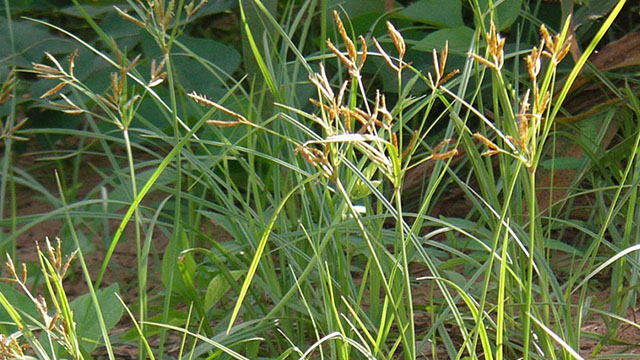 Detail Gambar Rumput Teki Dan Bagiannya Nomer 3