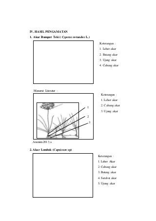 Detail Gambar Rumput Teki Dan Bagiannya Nomer 31