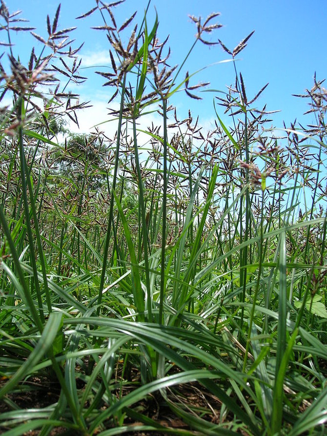 Detail Gambar Rumput Teki Dan Bagiannya Nomer 33