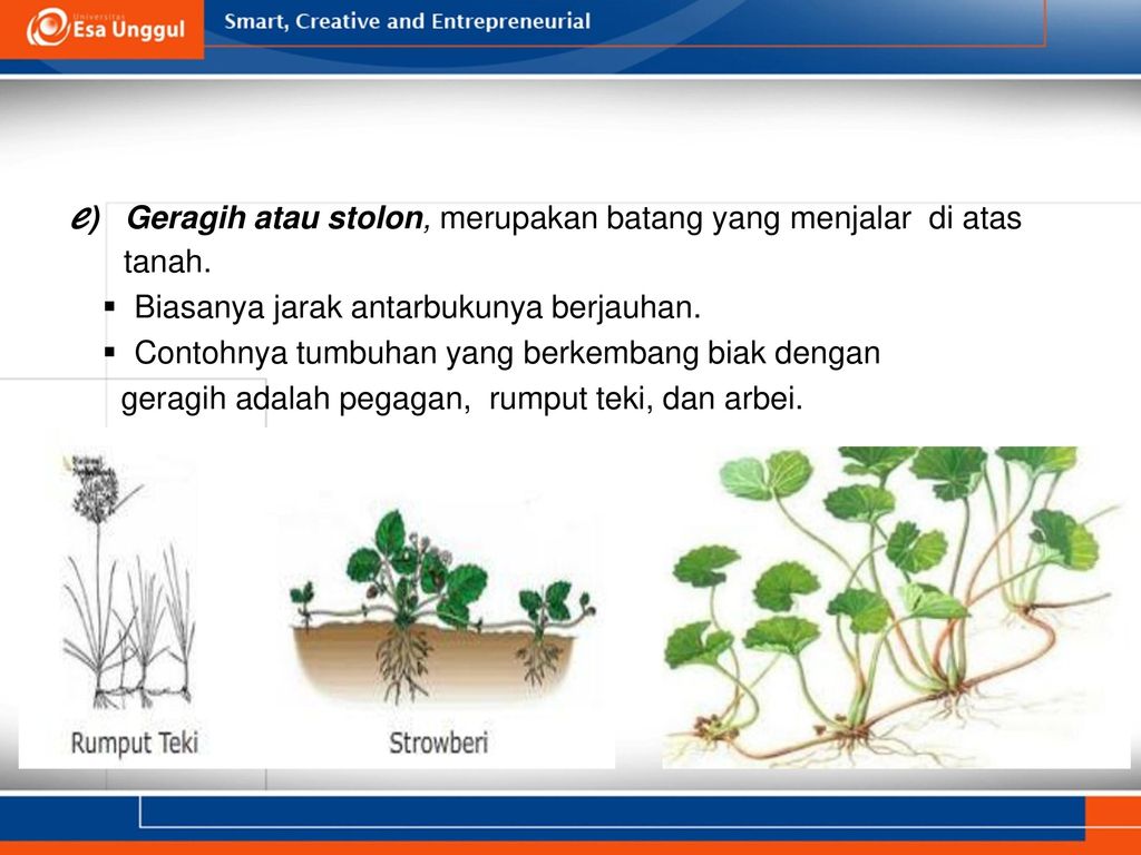 Detail Gambar Rumput Teki Dan Bagiannya Nomer 44