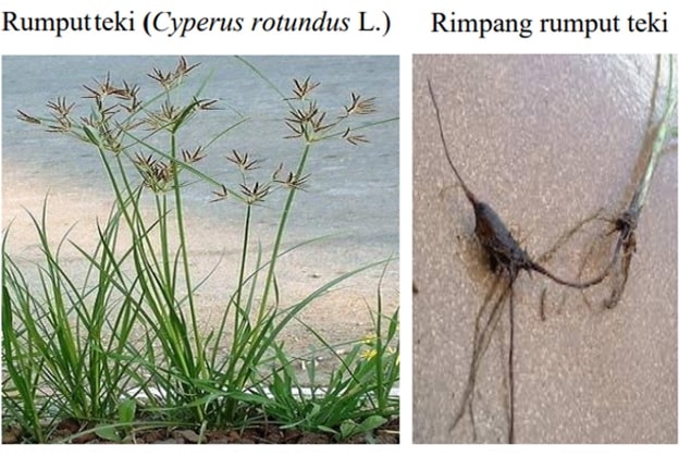 Detail Gambar Rumput Teki Dan Bagiannya Nomer 7