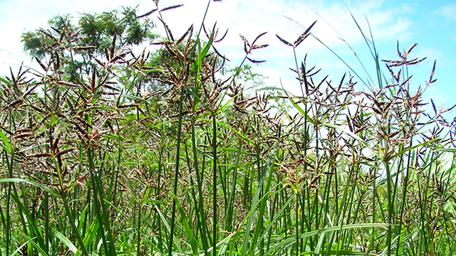 Detail Gambar Rumput Teki Dan Bagiannya Nomer 8