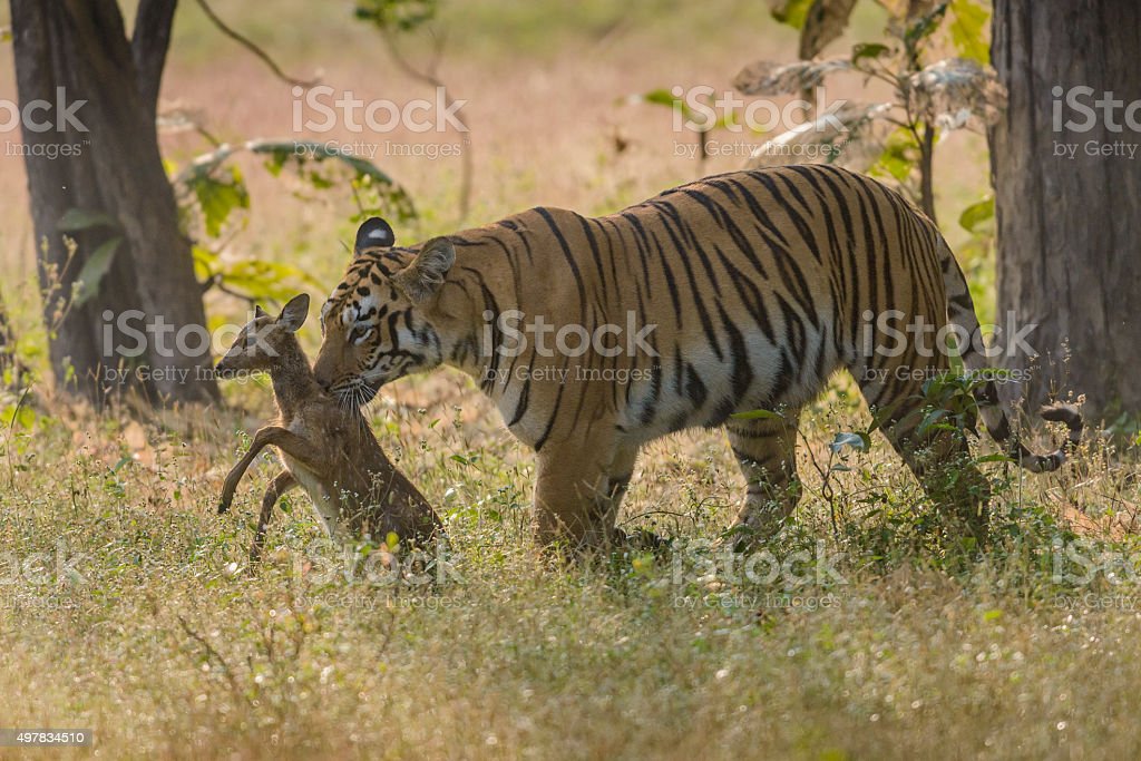 Gambar Rusa Dan Harimau - KibrisPDR