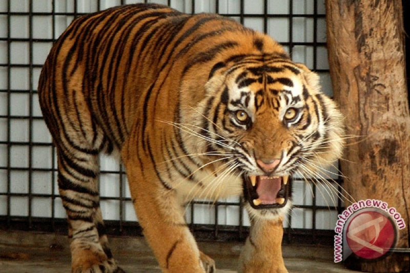 Download Gambar Rusa Dan Harimau Nomer 28